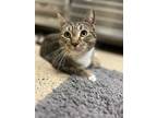 Adopt Morgan a Brown Tabby Domestic Shorthair (short coat) cat in Kerrville
