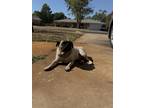 Adopt Bella a Tan/Yellow/Fawn - with Black Pug / Pug / Mixed dog in Tulsa