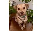 Adopt Seuss a Tan/Yellow/Fawn Labrador Retriever / Mixed Breed (Medium) / Mixed