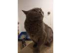 Adopt Mari Rose a Russian Blue cat in Annapolis, MD (41040556)