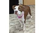 Adopt Diesel a Mixed Breed (Medium) / Mixed dog in Neillsville, WI (40256314)
