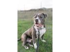 Adopt Junior a Gray/Silver/Salt & Pepper - with White American Pit Bull Terrier