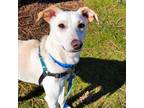 Adopt Giselle a Tan/Yellow/Fawn Labrador Retriever / Mixed Breed (Medium) /