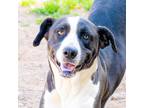 Adopt Wendy a Basset Hound / Hound (Unknown Type) / Mixed dog in Danielsville