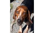 Adopt Luke Combs a Tricolor (Tan/Brown & Black & White) Bluetick Coonhound /