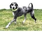 Adopt Harry a Black - with White Aussiedoodle / Mixed dog in Bourbonnais