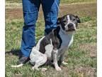 Adopt Buddy a Black - with White Pit Bull Terrier / Mixed dog in Parsons