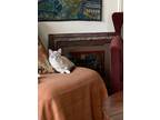 Adopt Mia a White (Mostly) Siamese (short coat) cat in Morton Grove