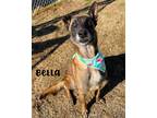 Adopt Bella a Belgian Malinois / Mixed dog in Gautier, MS (40300839)