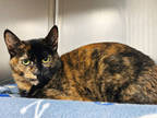 Adopt Pumpkin a All Black Domestic Shorthair / Mixed Breed (Medium) / Mixed
