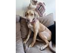 Adopt Vindaloo a Tan/Yellow/Fawn - with White Catahoula Leopard Dog / Labrador