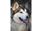 Adopt Amorak a Gray/Silver/Salt & Pepper - with White Alaskan Malamute /