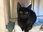 Adopt Angel a All Black Domestic Shorthair / Mixed Breed (Medium) / Mixed (short