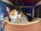 Adopt Bella a White Domestic Mediumhair / Mixed Breed (Medium) / Mixed (short