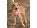 Adopt Pia a Black - with Tan, Yellow or Fawn Doberman Pinscher / English Pointer