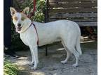 Adopt Bluey a Australian Cattle Dog dog in Fallbrook, CA (40856100)