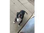 Adopt Brodie a Black - with White Pit Bull Terrier / Mixed dog in Chippewa