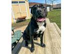Adopt Paisley a Brown/Chocolate - with White Pit Bull Terrier / Rottweiler /