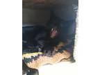 Adopt Ozzy a All Black Domestic Shorthair / Mixed Breed (Medium) / Mixed (short