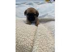 Adopt Karma - Buddha Pup a Tan/Yellow/Fawn - with Black Pug / Terrier (Unknown