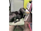 Adopt Rafferty a Black Golden Retriever / Mixed Breed (Medium) / Mixed (short