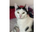Adopt Otis a Black & White or Tuxedo American Shorthair cat in Stockton