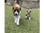 Adopt Clementine a Tricolor (Tan/Brown & Black & White) Foxhound / Mixed dog in