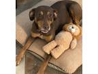 Adopt Moka a Brown/Chocolate - with Tan Doberman Pinscher / Mixed Breed (Medium)