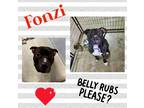 Adopt Fonzi a Black - with White American Pit Bull Terrier / Mixed dog in