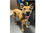 Adopt Breezy a Tan/Yellow/Fawn Boxer / Great Dane / Mixed dog in Shinnston