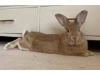 Adopt Benjamin a Blond/Golden Other/Unknown / Mixed (short coat) rabbit in