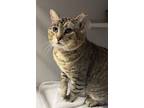 Adopt Roberto a Brown Tabby Domestic Shorthair / Mixed Breed (Medium) / Mixed