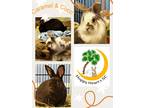 Adopt Coco a Chocolate Other/Unknown / Mixed (short coat) rabbit in Chapin
