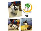 Adopt Psi (aka Simon) a White Other/Unknown / Mixed (short coat) rabbit in