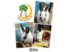 Adopt Billie a White Other/Unknown / Mixed (short coat) rabbit in Chapin