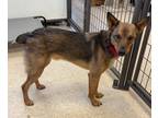 Adopt Toddy a Cattle Dog / Australian Cattle Dog / Mixed dog in Heber