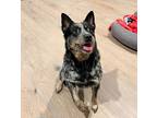 Adopt Gennady a Gray/Blue/Silver/Salt & Pepper Blue Heeler / Mixed dog in