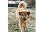 Adopt Tess a Red/Golden/Orange/Chestnut - with White Australian Cattle Dog /