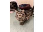 Adopt Sailor a All Black Domestic Longhair / Mixed Breed (Medium) / Mixed (short
