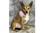 Adopt Carly a Red/Golden/Orange/Chestnut - with White Chiweenie / Mixed dog in