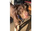 Adopt Arnold Palmer a Brown/Chocolate Doberman Pinscher / Mixed dog in PLANO