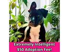 Adopt Twyla a Black American Staffordshire Terrier / Mixed Breed (Medium) /
