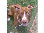 Adopt Scarlett a Red/Golden/Orange/Chestnut American Staffordshire Terrier /