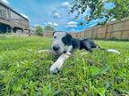 Adopt Hermione a Black - with White Border Collie / American Staffordshire