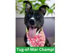 Adopt Karen a Black American Staffordshire Terrier / Mixed Breed (Medium) /