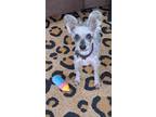 Adopt Bunny a Black - with Gray or Silver Schnauzer (Miniature) / Mixed dog in