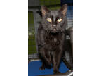 Adopt Popeye a All Black Domestic Shorthair / Mixed Breed (Medium) / Mixed