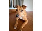 Adopt Raven a Tan/Yellow/Fawn Labrador Retriever / Pit Bull Terrier / Mixed dog