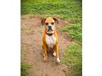 Adopt Baby Girl III a Tan/Yellow/Fawn - with White Boxer / Mixed dog in Austin