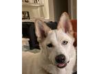 Adopt Shaitan a White Siberian Husky / Alaskan Malamute dog in Commerce